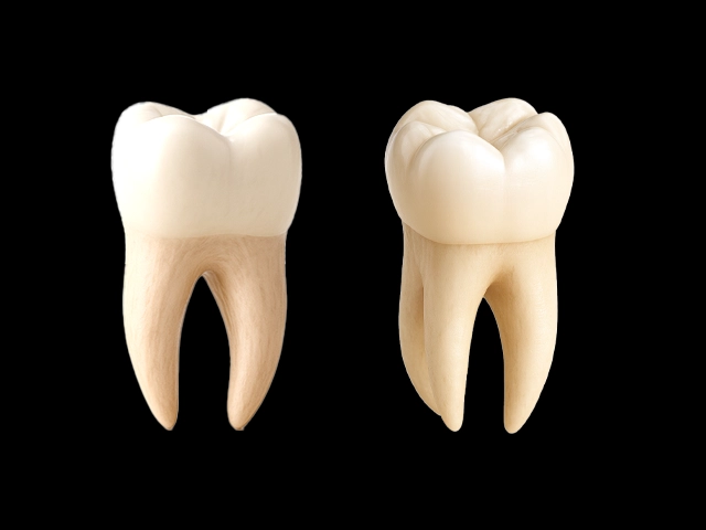 ヘミセクションが適用できる歯根が2根の大臼歯と、トライセクションが適用できる歯根が3根の大臼歯