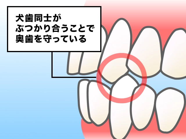犬歯誘導のイメージ図